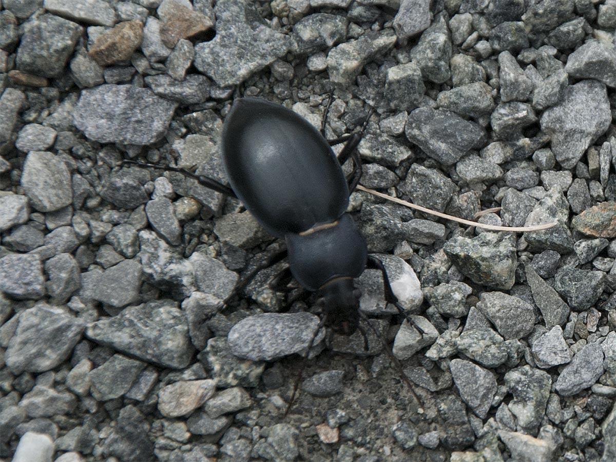 Carabus glabratus